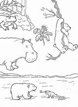 Arctic Animals Pages Coloring Preschoolers Getcolorings Color sketch template