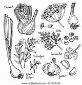 Dill Fennel Spices Tarragon Garlic Thyme sketch template