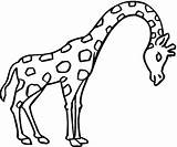 Giraffe Coloring Pages Stretching sketch template