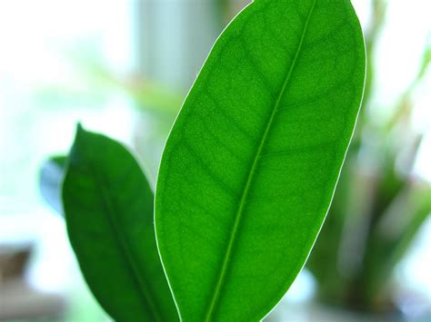 filetiny leaf big leafjpg wikimedia commons