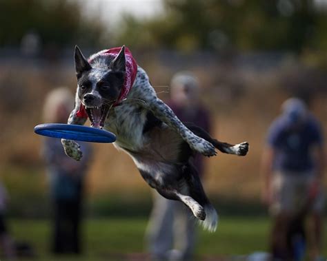 psbattle dog catching frisbee rphotoshopbattles