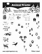 Animal Tracks Worksheet Animals Matching Identification Footprints Track Nature Scouts Cub Activities Kids Exploringnature Kindergarten Their Feet Scout Resources Activity sketch template