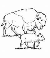 Bison Coloring Pages Printable Kids Buffalo Bestcoloringpagesforkids Baby Animal Sheets Calf Book sketch template