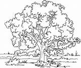 Arbol Arbre Kapok Dibujos Banana Coloringhome Nature árbol Impresion Gratuita sketch template