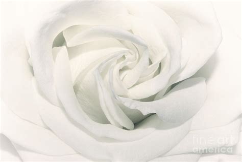 soft white photograph