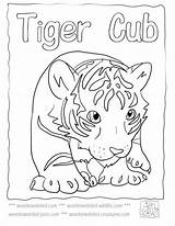 Coloring Orioles Tiger Pages Baltimore Mascot Baby Template Popular sketch template