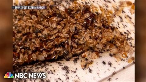 bed bug infestation sweeps paris with concerns the pests will spread
