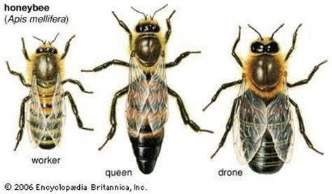 life cycle africanized honey bees