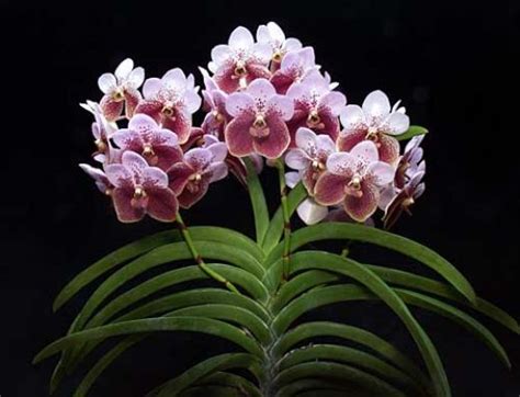 waling waling orchid vanda sanderiana  philippines national