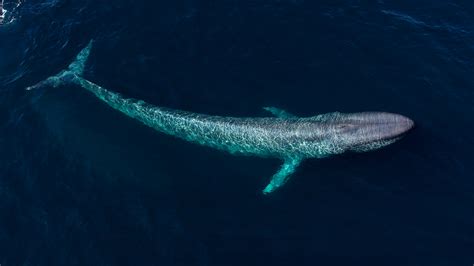blue whales   enormous creatures  earth  science