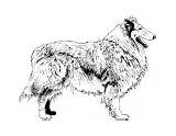 Coloring Dog Pages Collie Breed sketch template