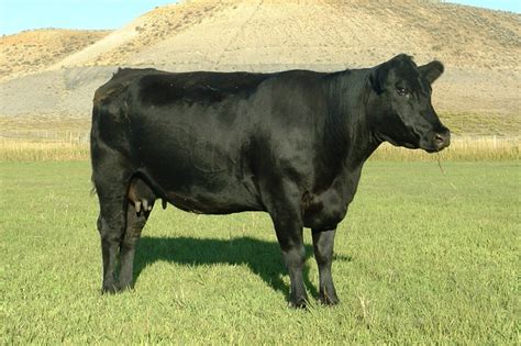 angus cows  calves strang herefords meeker colorado