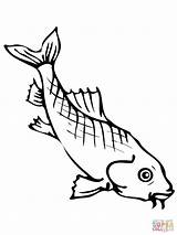 Carpa Carpe Imprimer Koi Dolce Pesci Carp Coloriage Tropicali Carpes Pesce Freshwater sketch template
