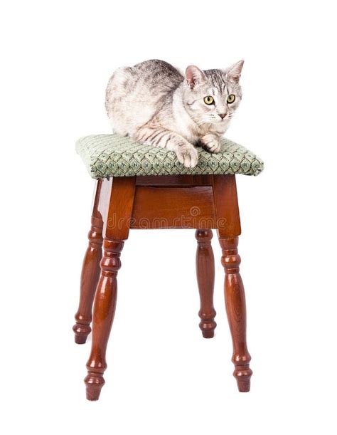 cat   stool stock photo image  cute  chair