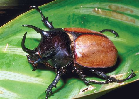 maycintadamayantixibb big black beetle  horns