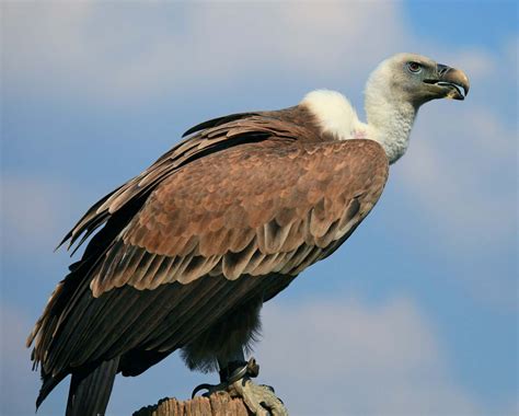 vulture vulture vulture images largest bird  prey