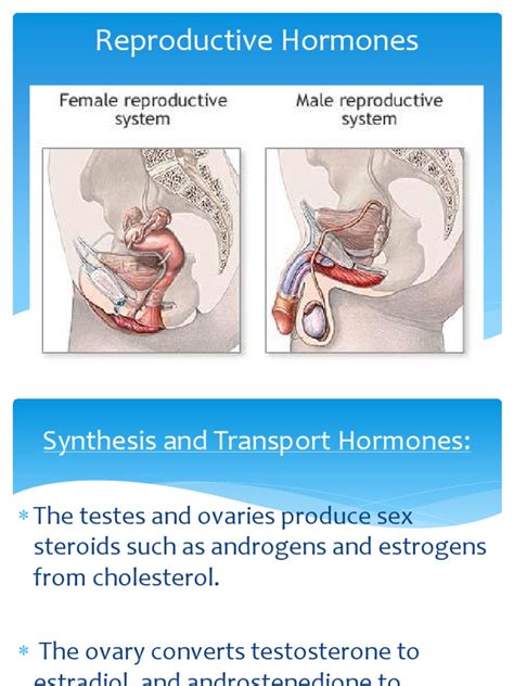 reproductive hormones luteinizing hormone estrogen