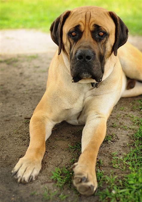 african mastiff dog breed facts  profile dog dwell