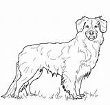 Retriever Tolling Scotia Labrador Kleurplaat Hond Cani Hund Template Coloringhome Pastore Supercoloring Gratis Cane sketch template
