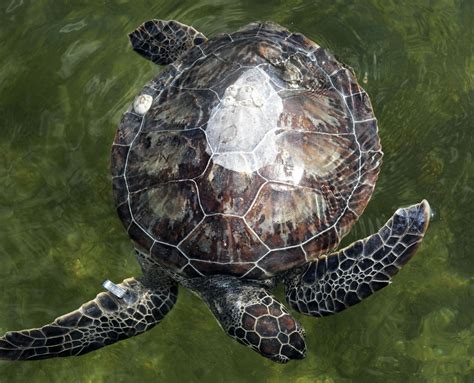 nesting sea turtles depend  dark skies kennedy space center