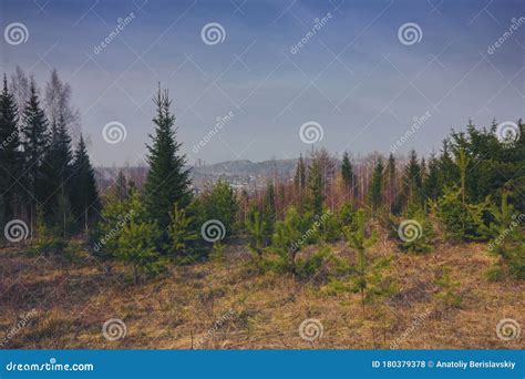 forest meadow field landscape early spring forest meadow view stock photo image  landscape