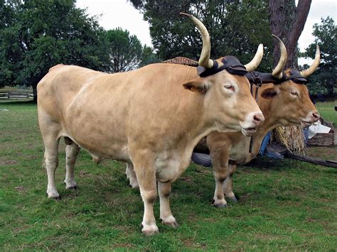 ox domestic livestock bovine britannica