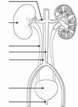 Urinary System Color Label Kidney Labeling Coloring Bladder Renal sketch template