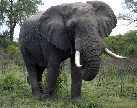 african bush elephant wild kratts wiki fandom powered  wikia