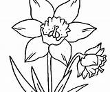 Coloring Daffodil Flower Lily Pad Getcolorings Pages Getdrawings Colorings sketch template