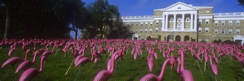 Where Can I Buy My Pink Plastic Flamingos And Will They Look Like The