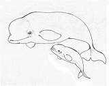 Coloring Beluga Whale Drawing sketch template