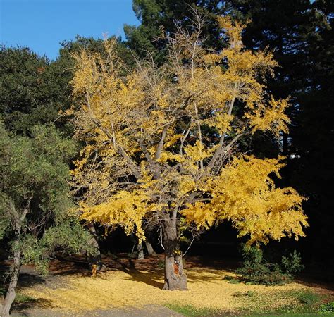 golden tree earth community  love