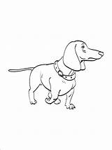 Pages Dachshund sketch template