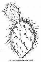 Prickly Pear Tuna Opuntia Drawing Cactaceae Sketch Cactus Engelmannii Ear Desert Elephant Getdrawings Var Plants Paintingvalley sketch template
