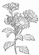 Chrysanthemum Coloring Pages Drawing Flower Printable Template Categories Coloringtop sketch template