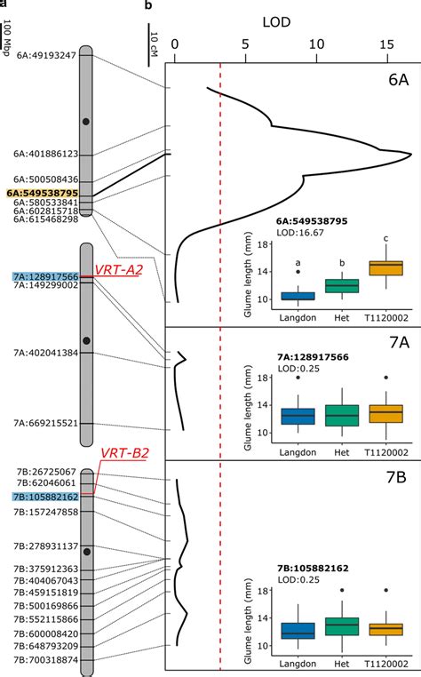 long glume trait   ispahanicum maps  chromosome     scientific diagram