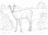 Coloring Deer Tailed Moose sketch template