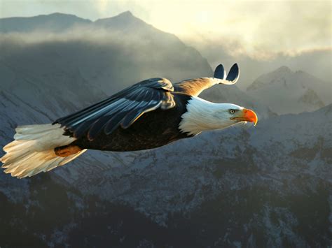 big eagle flying    wallpaper