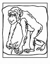 Chimpanzee Szympans Kolorowanki Bestcoloringpagesforkids Dzieci Monkeys sketch template