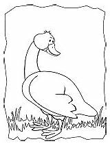 Goose Coloring Pages Ws Animals School sketch template