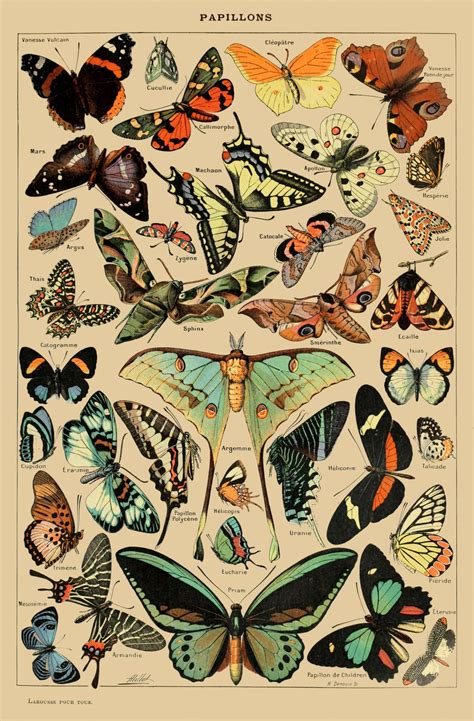 butterflies vintage art print  stock photo public domain pictures