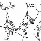 Monkey Tree Drawing Hanging Coloring Getdrawings sketch template
