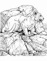 Lion Coloring Mountain Animals Book sketch template