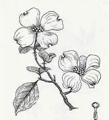Dogwood Flower Drawing Tree Flowers Sketch Clipart Coloring Tattoos Trees Sketches Branch Drawings Blossom Flowering Tattoo Botanical Many Line So sketch template