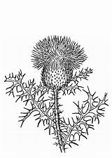 Thistle Coloring Distel Kleurplaat Drawing Chardon Pages Scotland Coloriage Le Printable Print Getdrawings sketch template