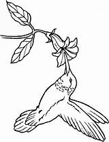 Coloring Hummingbird Flower Bird sketch template