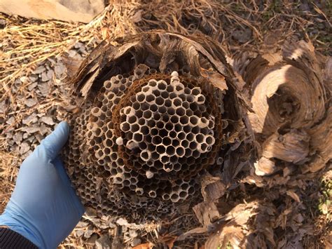 pests  treat giant hornets nest removed  entry   fords nj   hornets nest