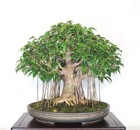 banyan tree bonsai bonsai ficus bonsai tree types indoor bonsai