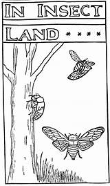 Insect Cicada Wasp 1902 Tribune Cicadamania sketch template