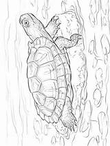 Kleurplaat Schildpadden Turtles Kleurplaten Zo Schilpad Stemmen sketch template